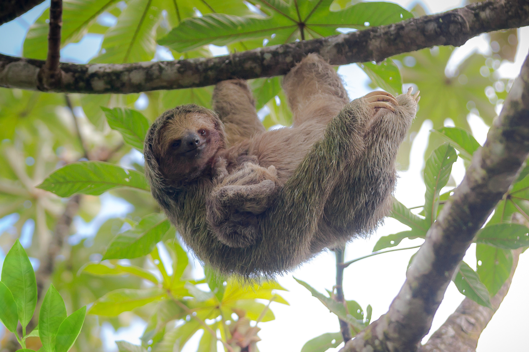 Breaking News: Sloths are CUTE!!!