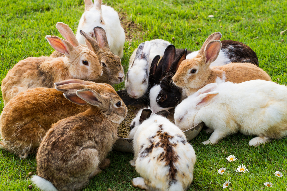 Group of rabbits gathered around a bowl of food on a grassy field with daisies