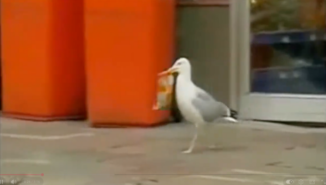 Seagull carries a bag of snacks out of a store
