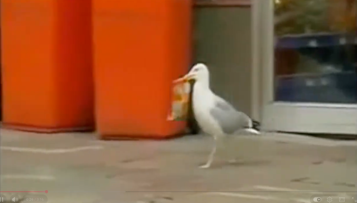 Seagull carries a bag of snacks out of a store