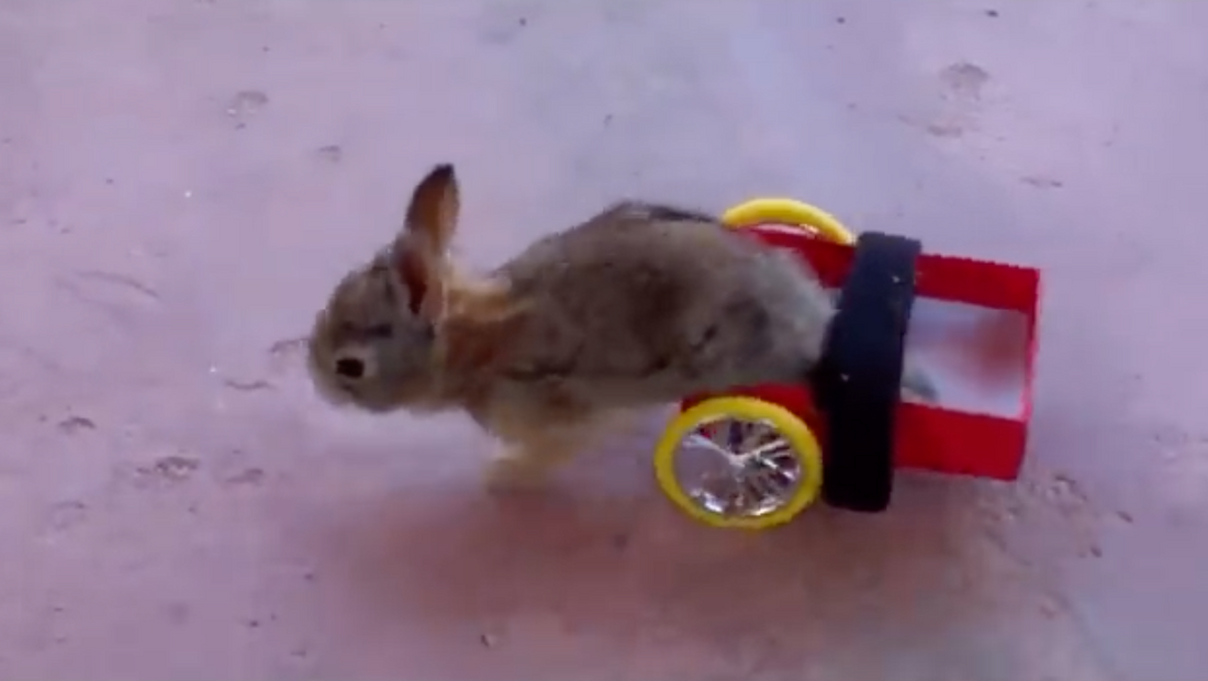 Enter Joe, The All Terrain Bunny