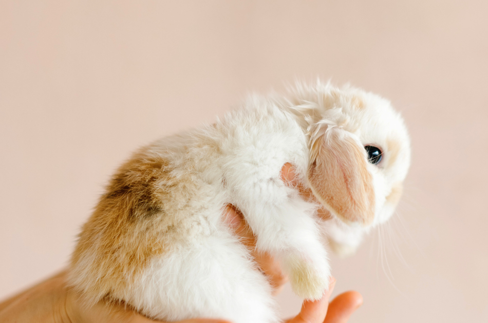 Baby bunny being held in a hand
