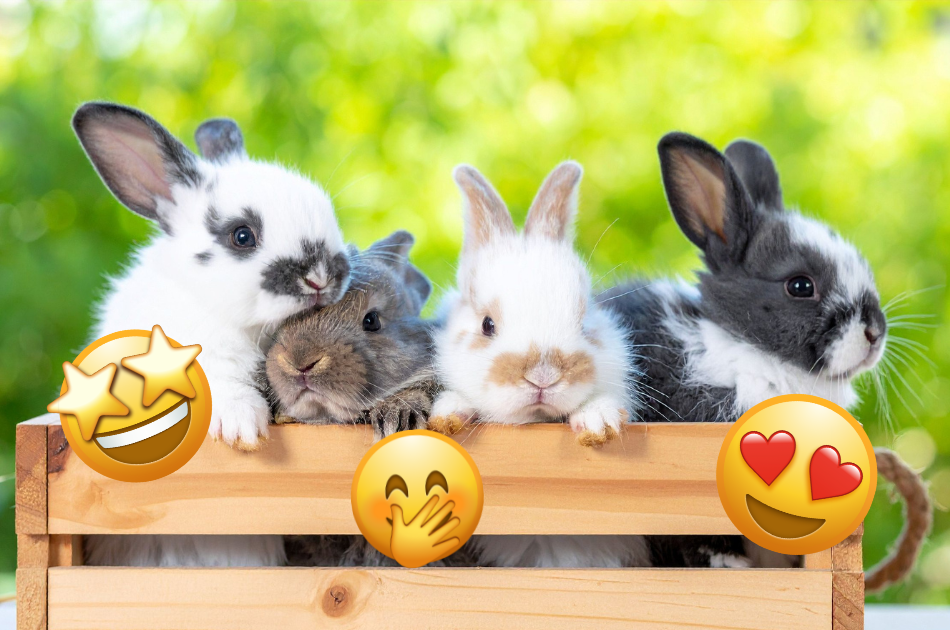 Four rabbits in a basket surrounded with emojis