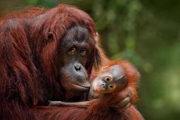 Mother orangutan holds baby orangutan in the forest