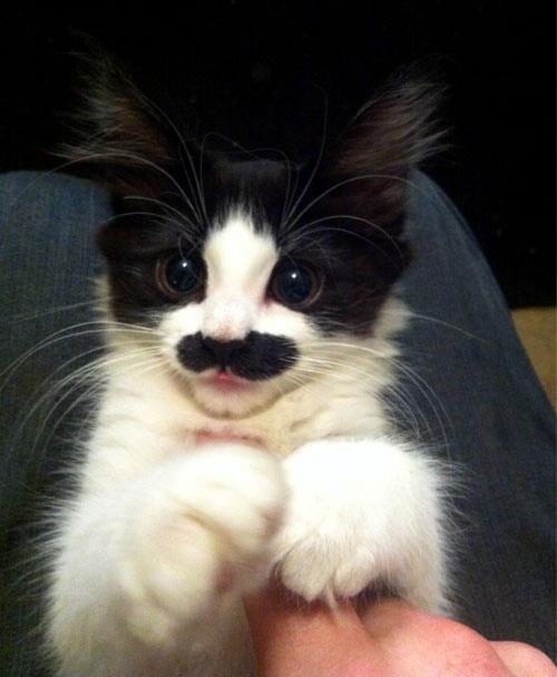 An Animal and A Gentleman: 13 Mustachioed Animals For Movember