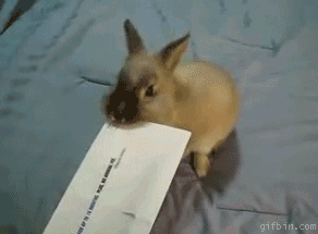 Rabbits in Motion: Ten Bunny GIFs