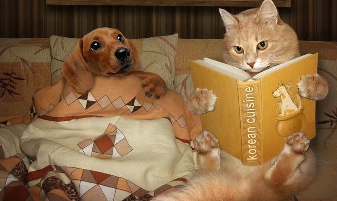 Hilarious: Animals Caught in Funny Situations