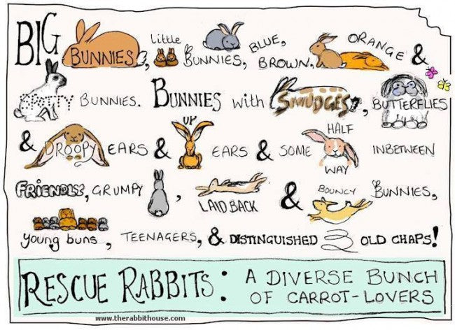 CUTE: Carrot-Loving Rabbits Come In Many Forms [Illustration]