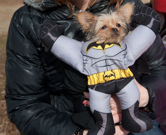 Doggy Time: Costumed Dogs Pet Parade