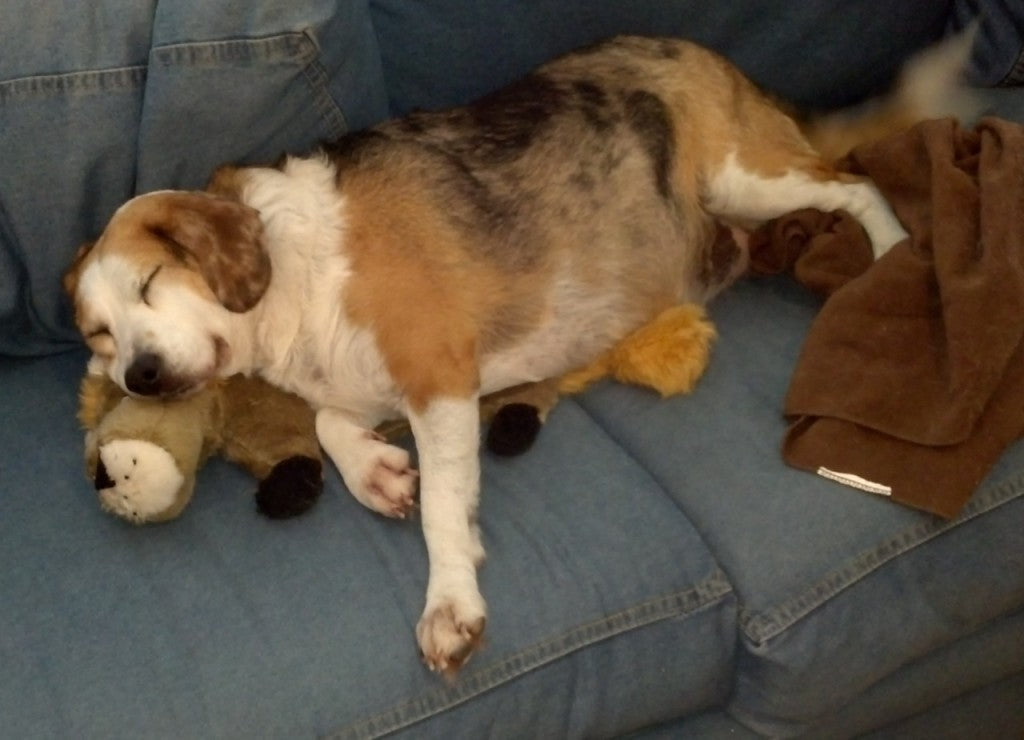 Top 5 Cutest Animals With Stuffed Animals