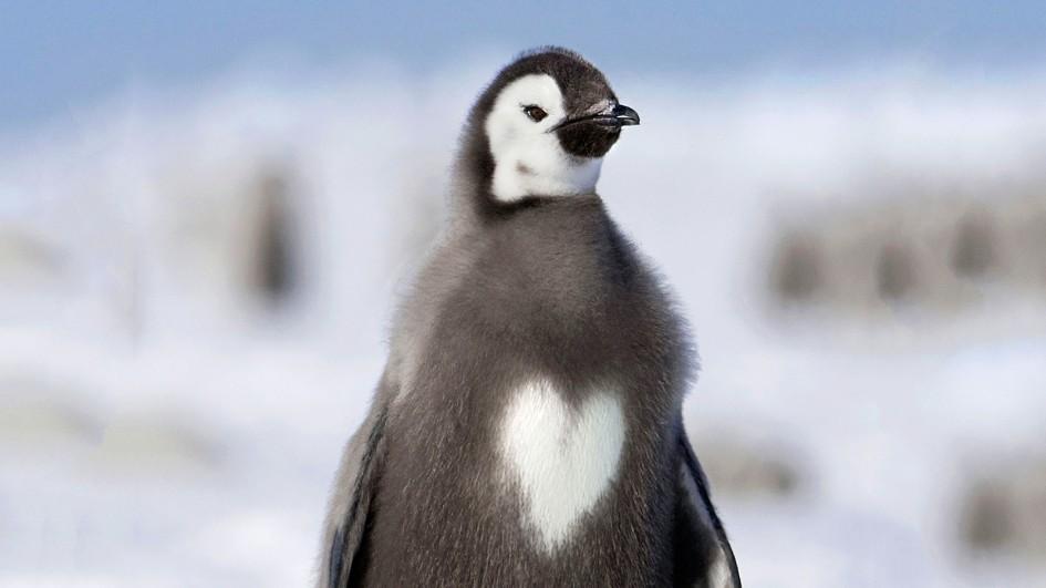 Nature's Valentines... Adorable Animals with Hearts!