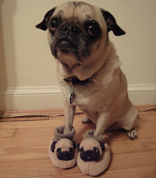 META: Here's A Gallery Of Animals Wearing Animal Slippers