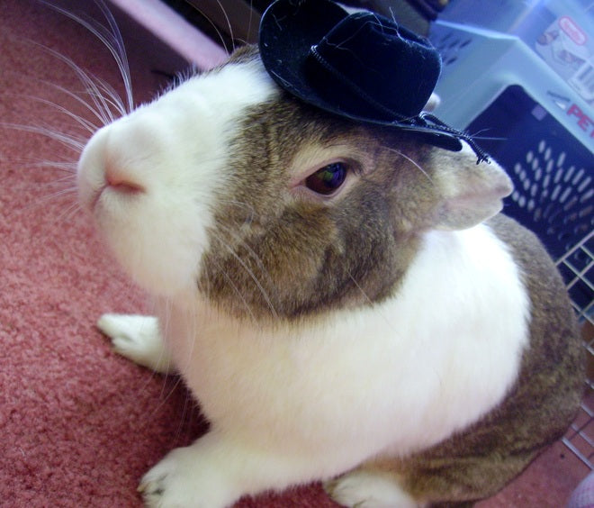 Cuteness Overload: Bunnies With Hats Gallery (20 Photos)