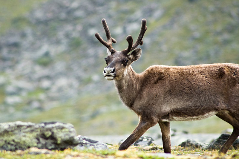 Reindeer Games: 9 Fun Facts About Santa's Favorite Animal