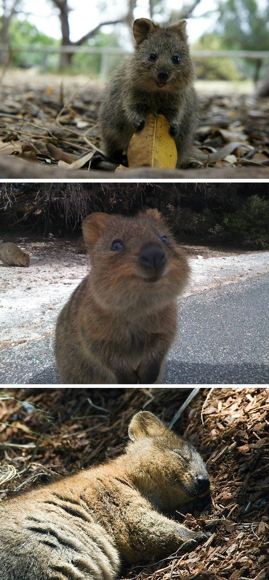 I'm Crushing On The Quokka, The Internet's Breakout Animal Star of 2013