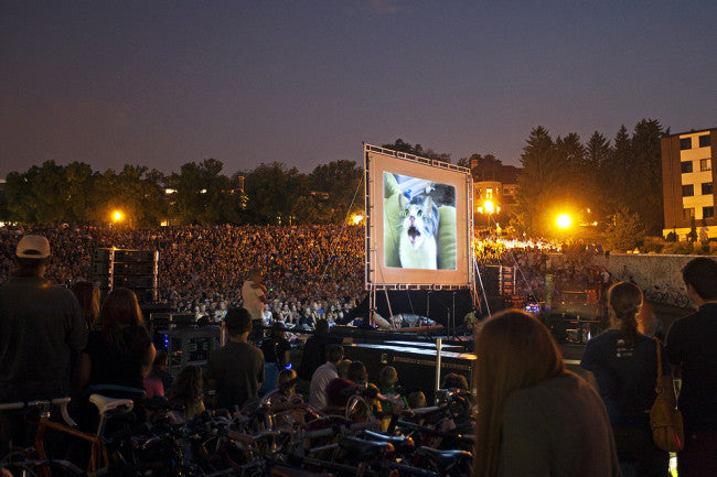 "The Cat Park Is The Internet": An Interview With Scott Stulen, Curator Of The Internet Cat Video Film Festival