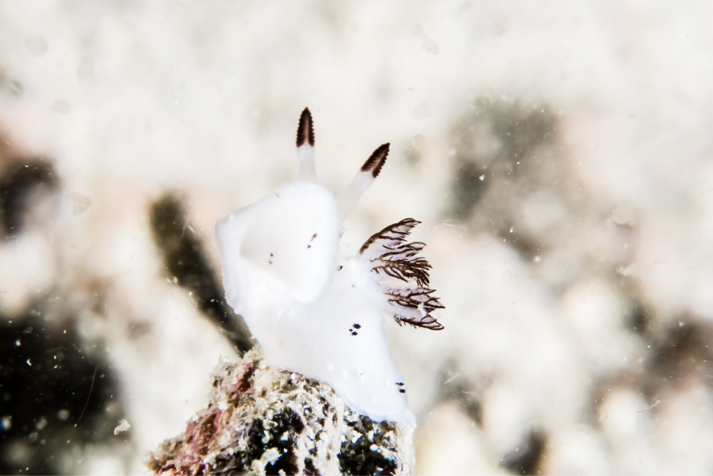 Meet the Fabulous Bunnies of the Sea!
