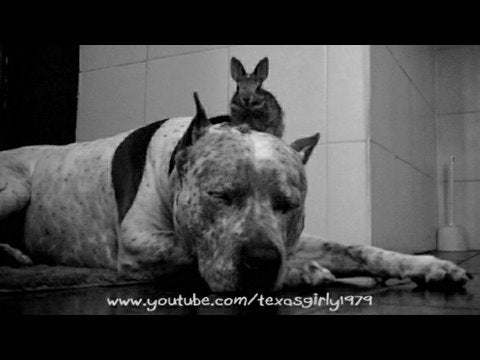 Sharky The Pit Bull Has Found His Special Somebunny
