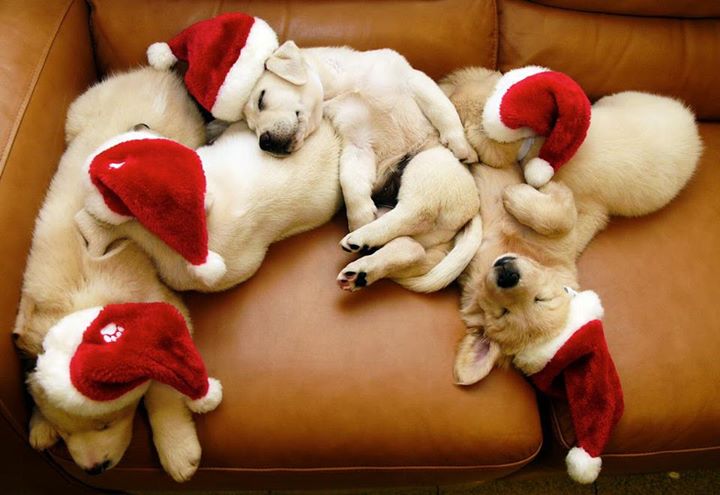 Santa Paws: 15 Adorable Animals Who Are Ready For Santa