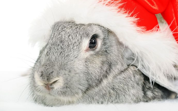 Cuteness Overload: New Year Bunnies Gallery (15 Photos)