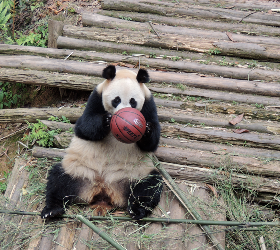 Air Bud & Friends: Animals Playing Basketball