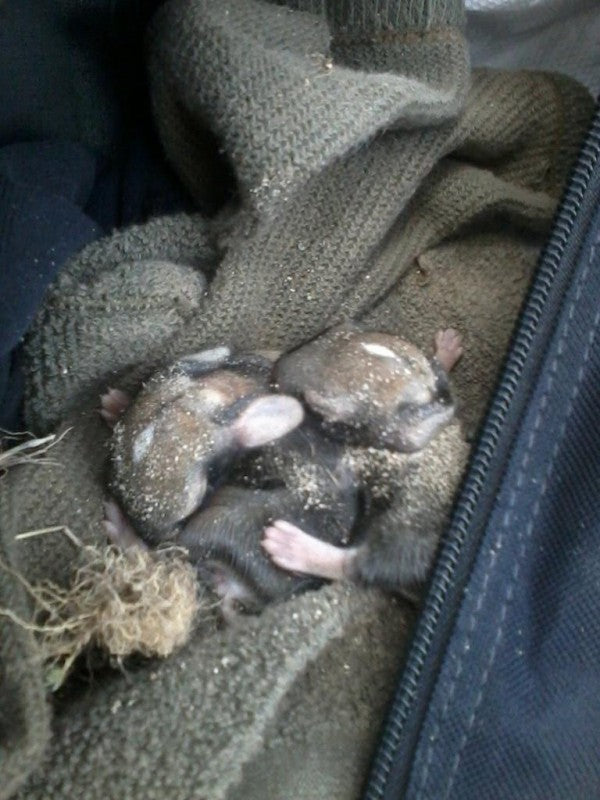 ADORBS: Navy Corpsman Rescues 4 Baby Bunnies, Nurses Them Back To Health