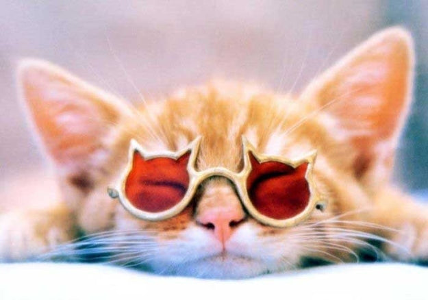 101 Cats Wearing Sunglasses? 101 Cats Wearing Sunglasses!