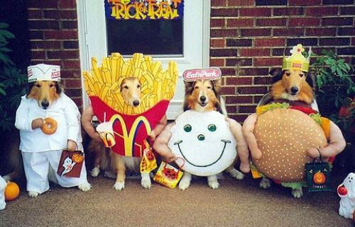 Animals in Costume