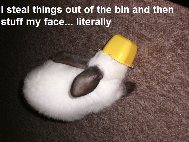 Bunnies Breaking Bad (And The Humans That Love Them): An Interview With The Editor Of Bunny Shaming