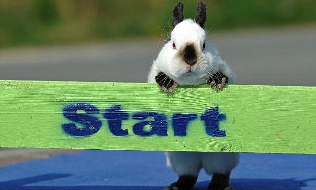 Perfect Hop: Bunny Scores Flawless Run in Rabbit Competition