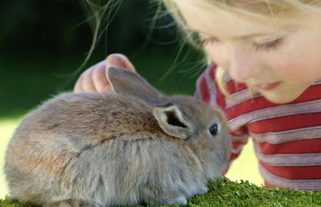 Bunny Tips: Things Every Rabbit Owner Should Know