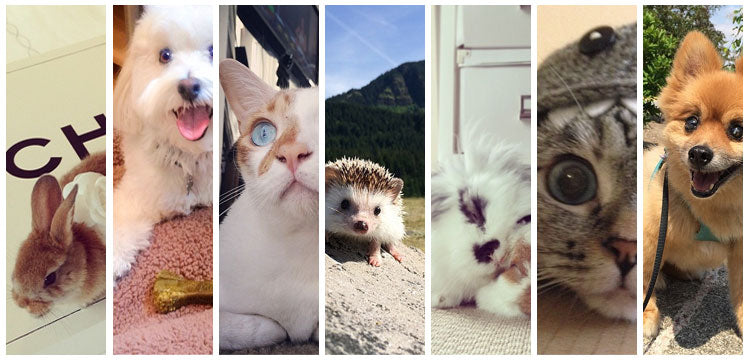 Insta-Fluffy: 7 Animals You Should Be Following on Instagram