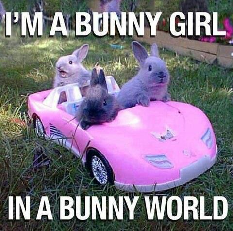 The 30 Best Bunny Rabbit Memes