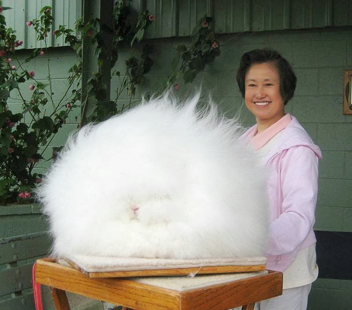 SCIENTISTS AGREE: This Is The World's Fluffiest Bunny