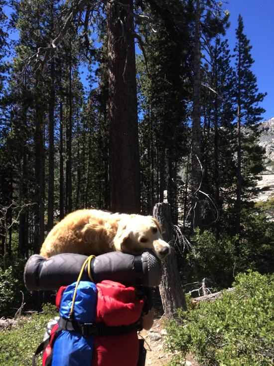 10 Animals Who Already Quit Their New Year's Resolutions