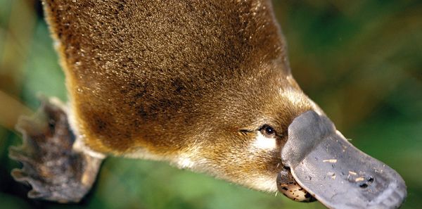 Learn Something: Cool Platypus Facts