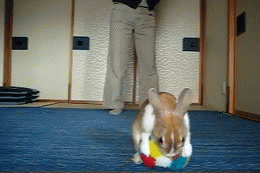 Clever Bunny Is On The Ball (Literally!)
