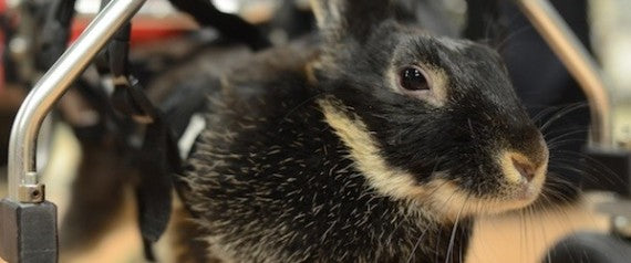 Humanity: Rescuers Make Crippled Bunny Walk Again With Custom Wheelchair