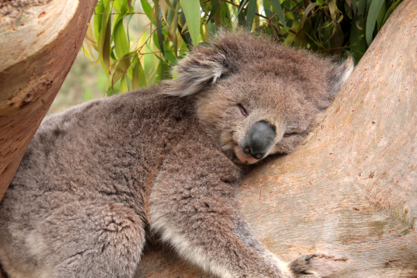 10 Cutest Australian Animals to Melt Your Heart