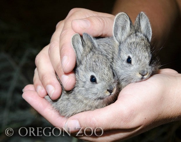 Into The Wild: Endangered Pygmy Rabbits Successfully Released