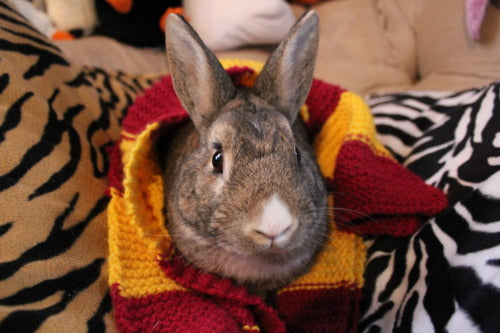 Bunny Fall Fashion: Scarves Edition