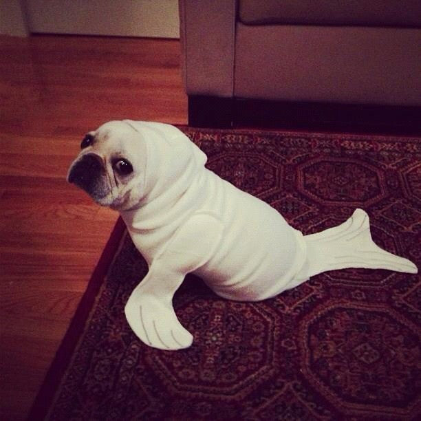 Something Adorable This Way Comes: 25 Pet Halloween Costumes