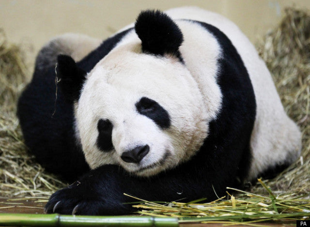 10 of the World's Cutest Baby Zoo Animals