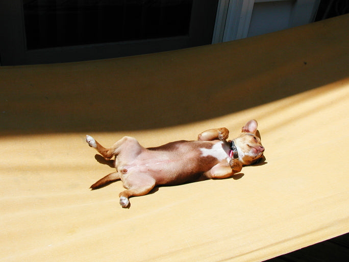 Cuteness Overload: Cutest Animals Relaxing