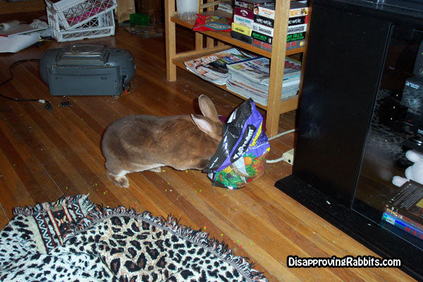 A Pictorial Tribute To Disapproving Rabbits' Resident Superstar, Cinnamon (1998-2011)