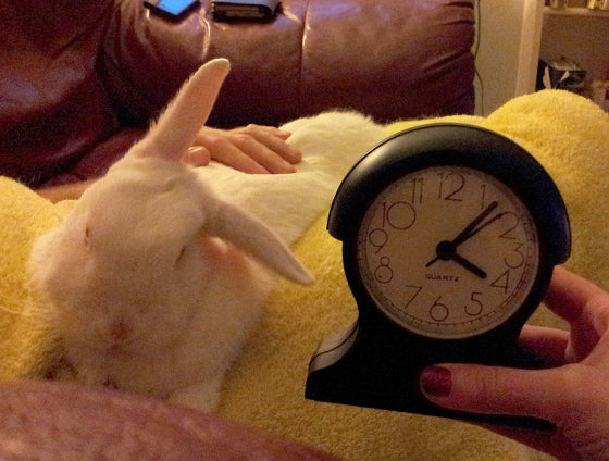 Adorable Bunny Knows What Time It Is