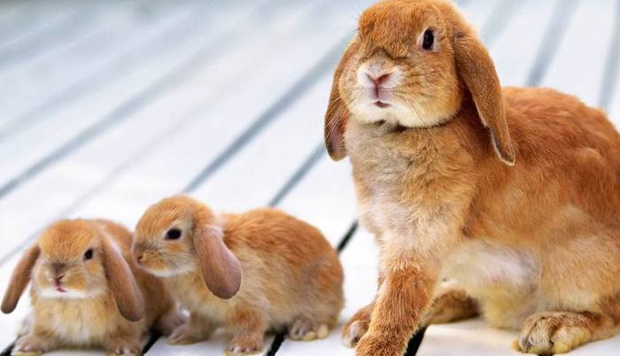 Celebrating Mother's Day: Bunny Moms Gallery