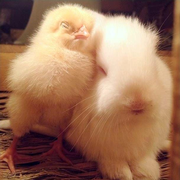 Fuzzy Bunny Snuggles With Fuzzy Chick, Adorable Fuzziness Ensues