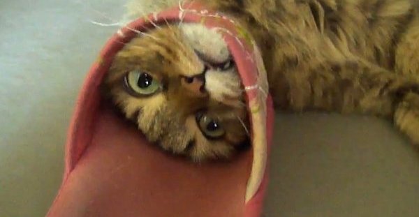 Crazy Kitty: Cat Gets Stuck in Slipper, Hilariousness Ensues