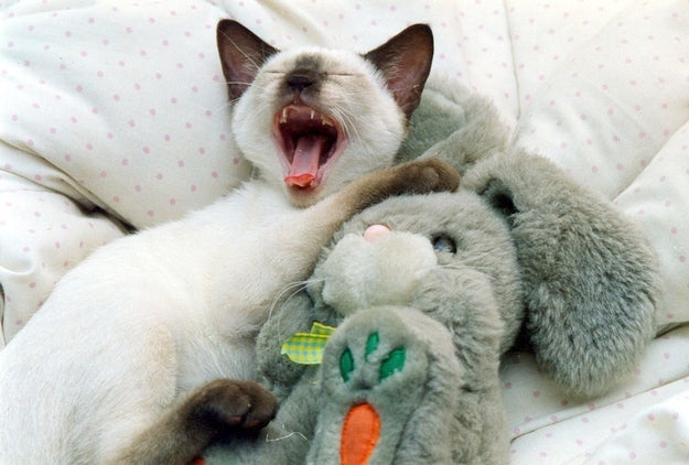 Look At This Right Meow: 101 Cats Snuggling With Stuffed Animals